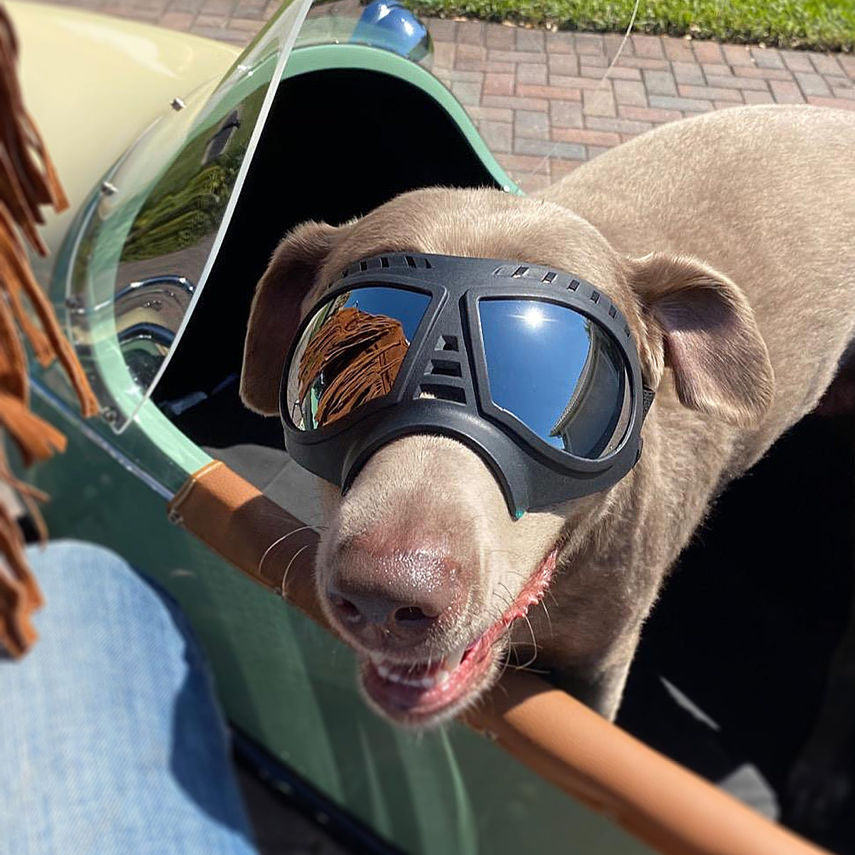 Köpek güneş gözlüğü UV koruma